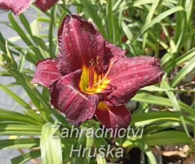 Hemerocallis Catherine Woodbury