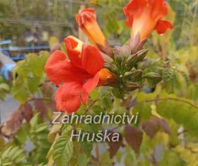 trubač - Campsis radicans 'Red Trumpet'