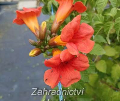 trubač - Campsis radicans 'Red Trumpet'