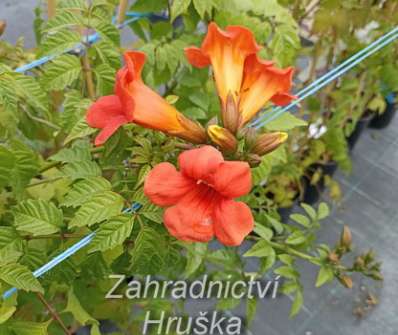 trubač - Campsis radicans 'Red Trumpet'