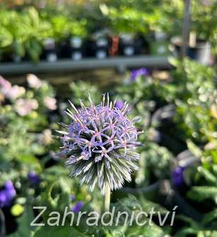 Echinops ritro