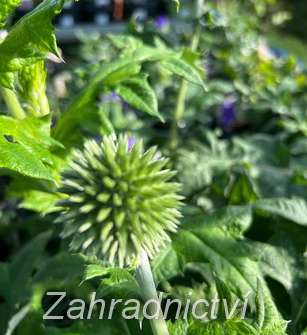 Echinops ritro