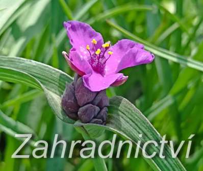 Tradescantia andersoniana Concord Grape