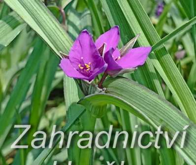 Tradescantia andersoniana Concord Grape