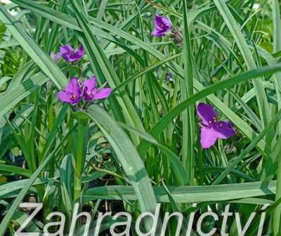 Tradescantia andersoniana Concord Grape