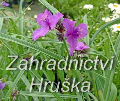 Tradescantia andersoniana Concord Grape