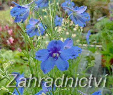 Delphinium hybrida  Hunky Dory