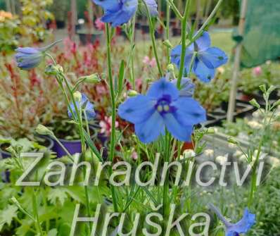 Delphinium hybrida  Hunky Dory