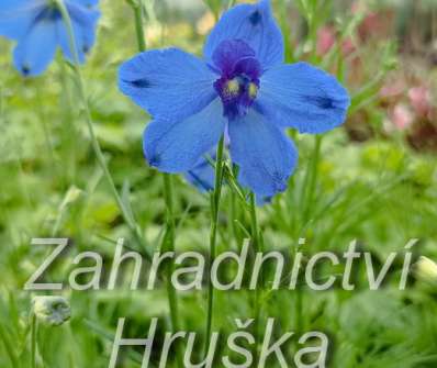 Delphinium hybrida  Hunky Dory