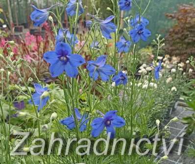 Delphinium hybrida  Hunky Dory