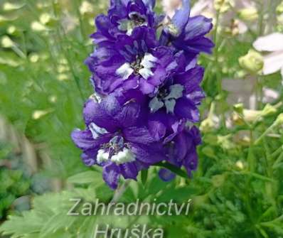 Delphinium Excalibur Dark Blue / White Bee