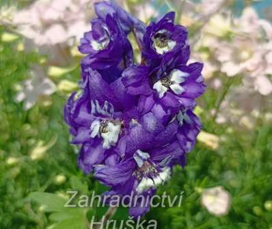 Delphinium Excalibur Dark Blue / White Bee