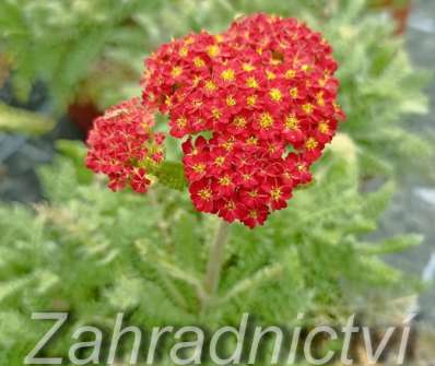 Achillea milefilium Desert Eve Red