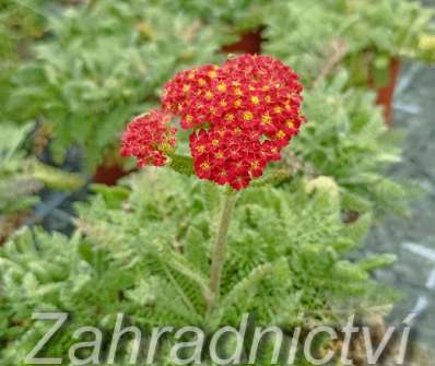 Achillea milefilium Desert Eve Red