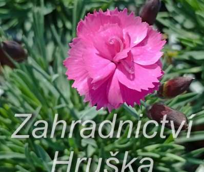 Dianthus hybr. Dinetta Purple