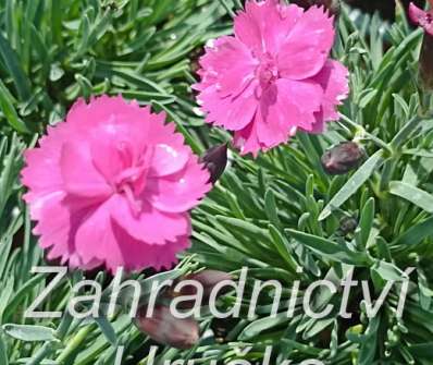 Dianthus hybr. Dinetta Purple