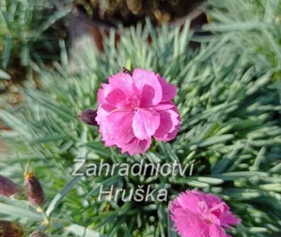 Dianthus hybr. Dinetta Purple