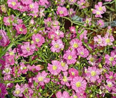 Gypsophila muralis Gypsy Deep Rose