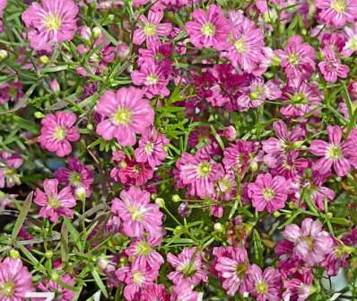 Gypsophila muralis Gypsy Deep Rose