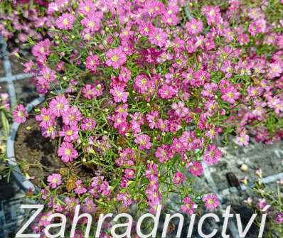 Gypsophila muralis Gypsy Deep Rose