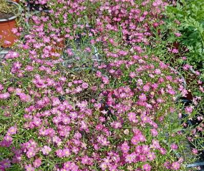 Gypsophila muralis Gypsy Deep Rose