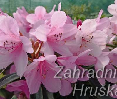 Rhododendron ponticum 'Graziella'