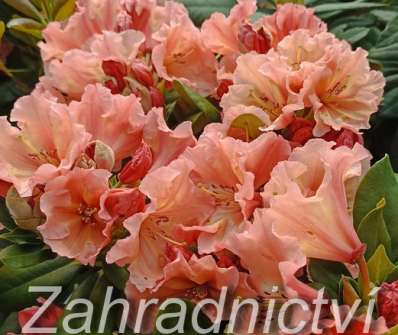 Rhododendron 'Sun Glory'