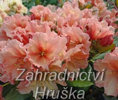 Rhododendron 'Sun Glory'