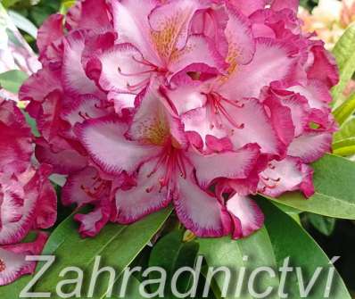 Rhododendron 'Pushy Purple'