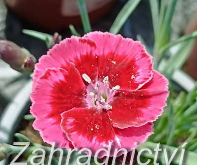 Dianthus Diantica Cremarena