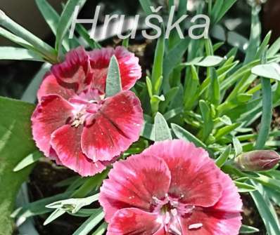 Dianthus Diantica Cremarena