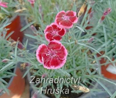 Dianthus Diantica Cremarena