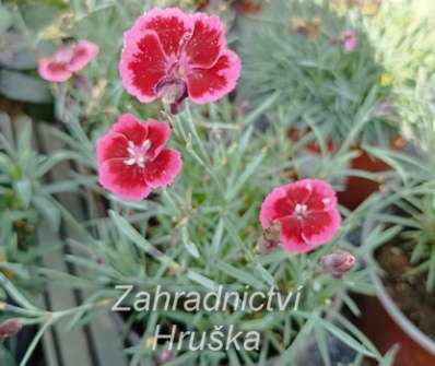 Dianthus Diantica Cremarena