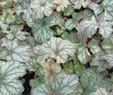 Heuchera Rex Silver