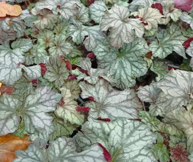 Heuchera Rex Silver