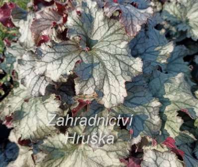 Heuchera Rex Silver