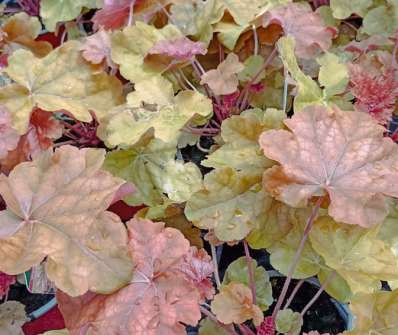 Heuchera World Caffe Arabica