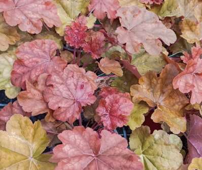 Heuchera World Caffe Arabica