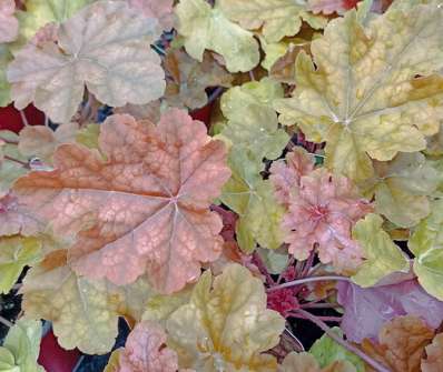 Heuchera World Caffe Arabica