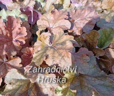 Heuchera World Caffe Arabica