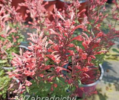 Agastache Kudos Coral