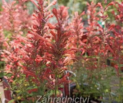 Agastache Kudos Coral