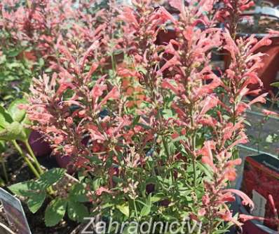 Agastache Kudos Coral