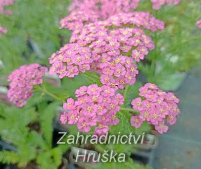 Achillea milefilium Pretty Belinda