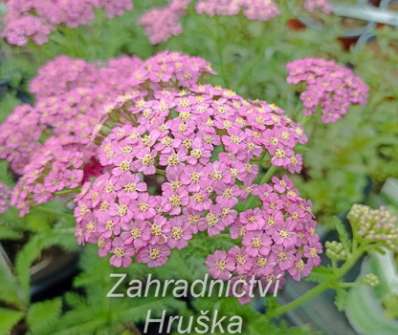 Achillea milefilium Pretty Belinda