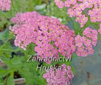 Achillea milefilium Pretty Belinda