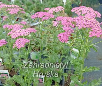 Achillea milefilium Pretty Belinda