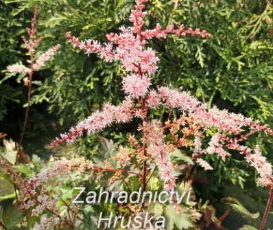 Astilbe Delft Lace