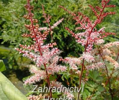 Astilbe Delft Lace