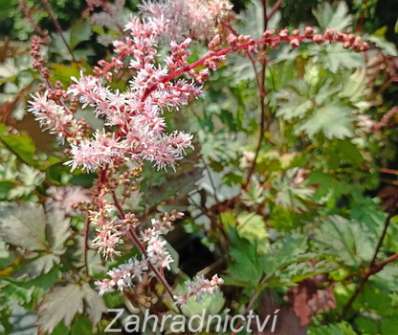 Astilbe Delft Lace